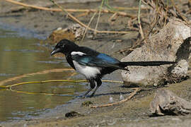 Eurasian Magpie