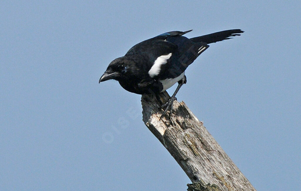 Eurasian Magpie