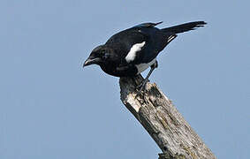 Eurasian Magpie