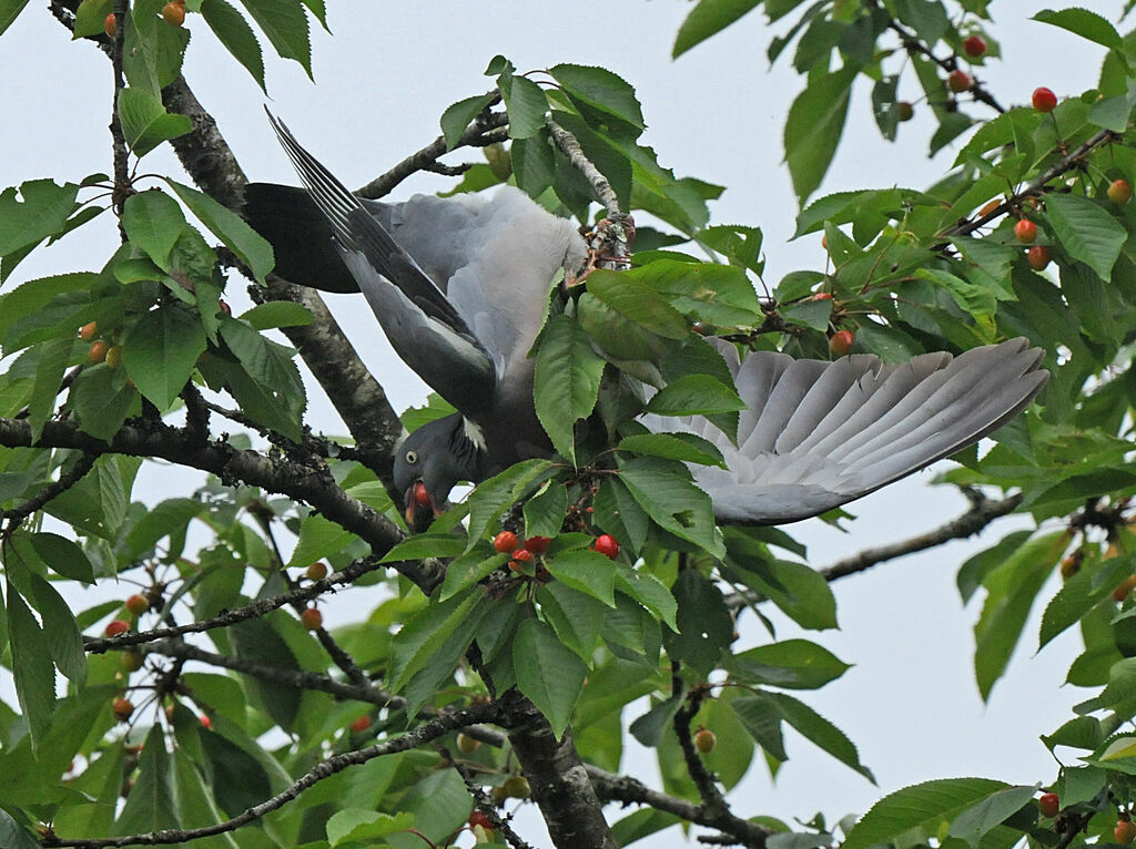 Common Wood Pigeon