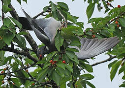 Common Wood Pigeon