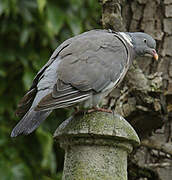 Common Wood Pigeon