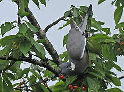 Common Wood Pigeon