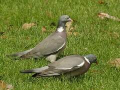 Common Wood Pigeon