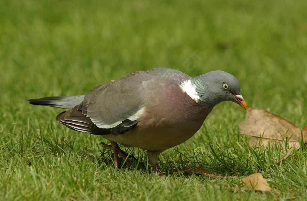 Pigeon ramieradulte nuptial