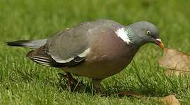 Pigeon ramier