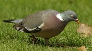 Common Wood Pigeon