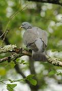 Common Wood Pigeon