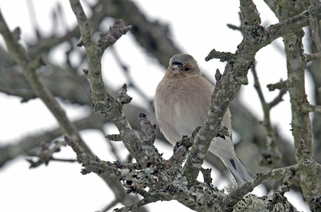 Common Chaffinch male