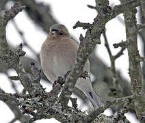 Pinson des arbres