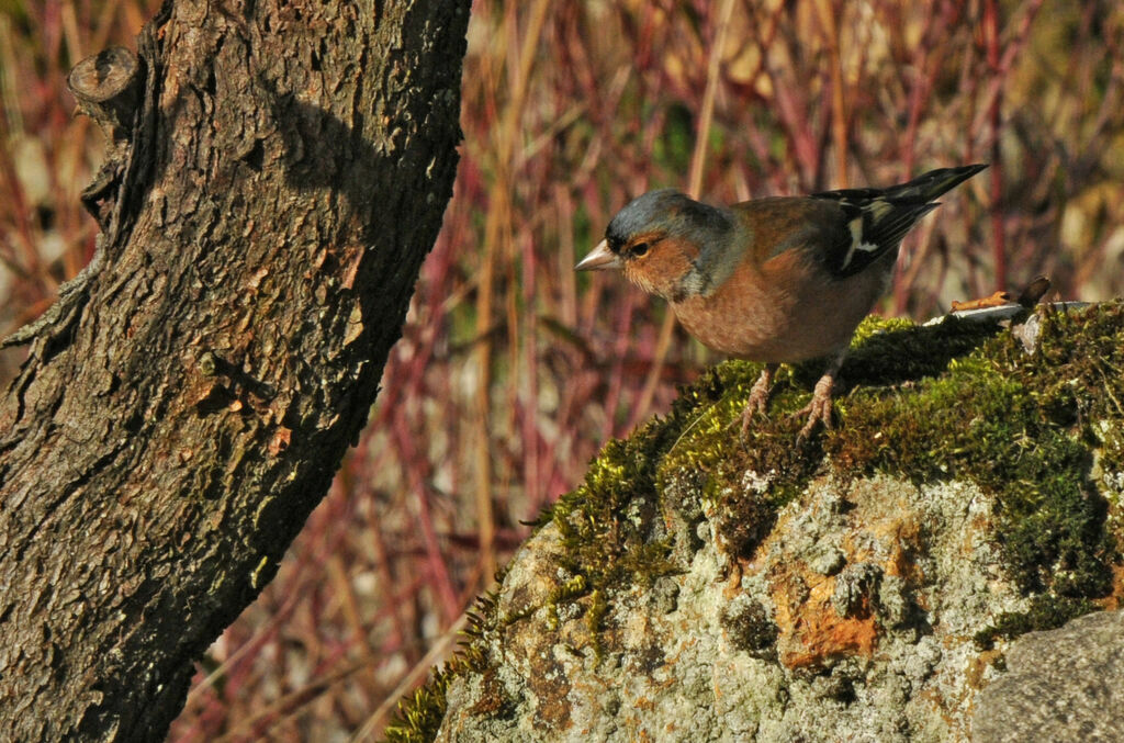 Pinson des arbres mâle adulte