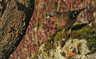 Pinson des arbres