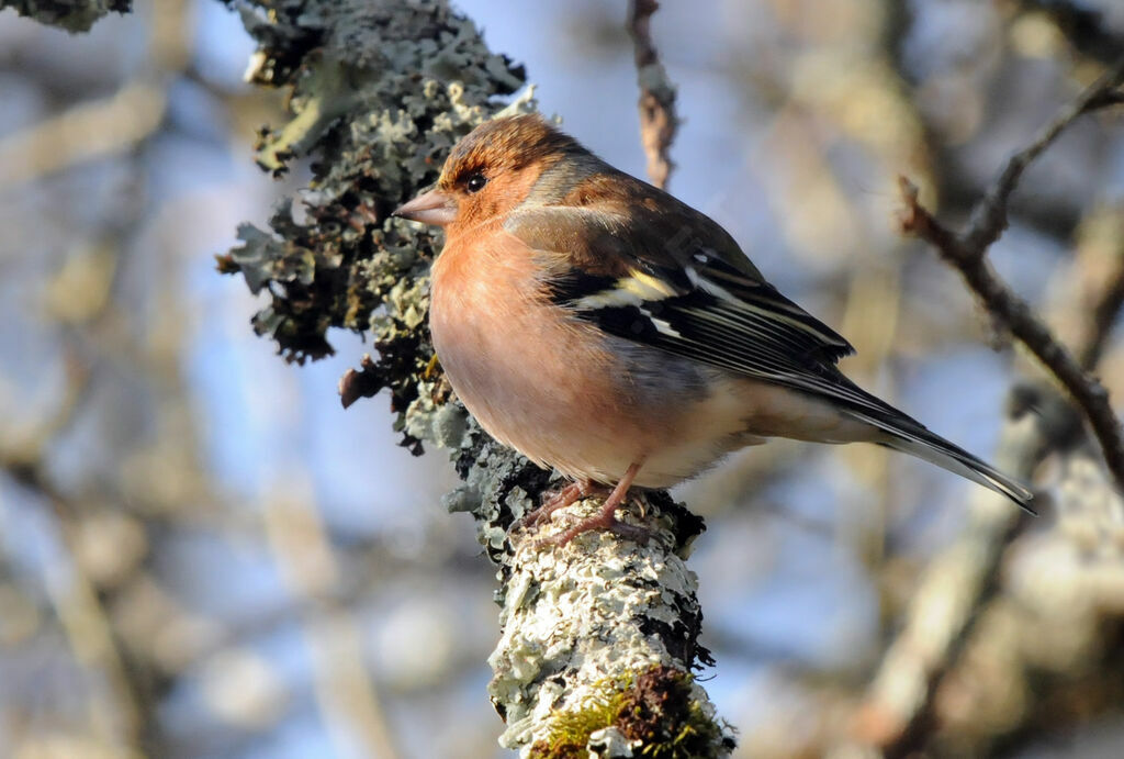 Common Chaffinch male adult