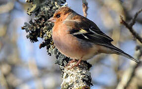 Eurasian Chaffinch