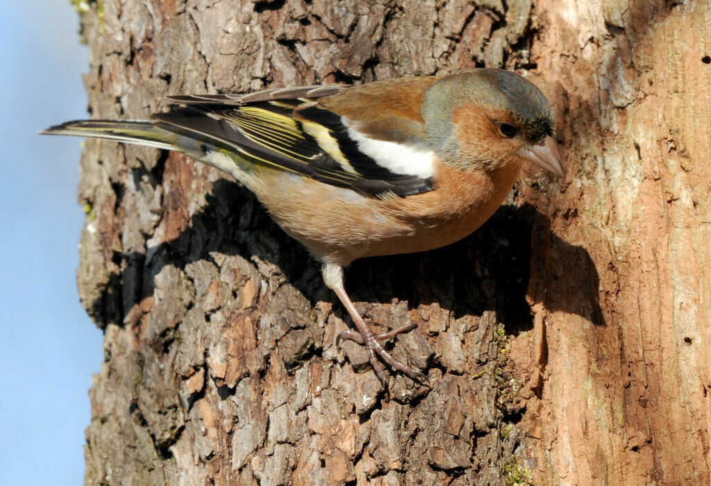 Pinson des arbres