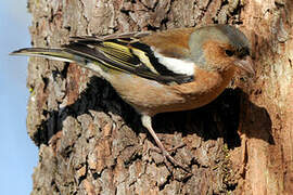 Common Chaffinch