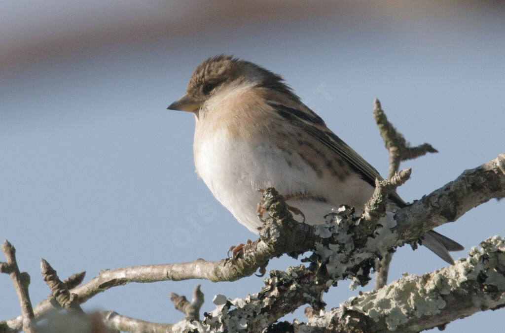 Brambling female