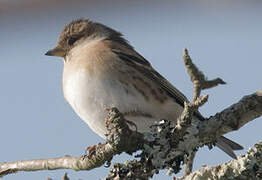 Brambling