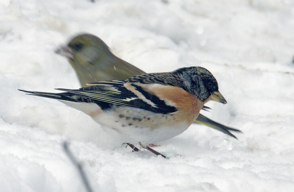 Brambling male