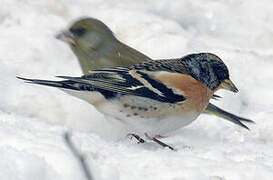 Brambling