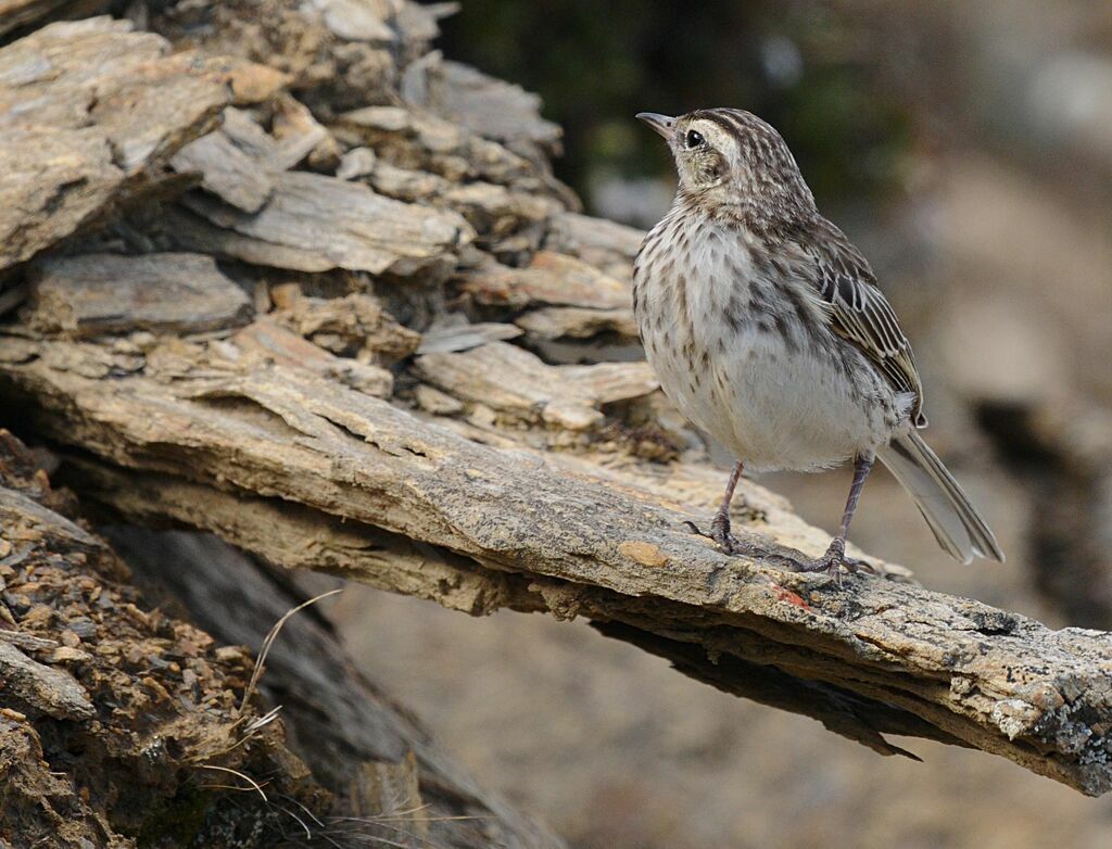 New Zealand Pipit