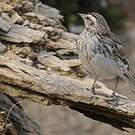 Pipit austral