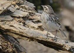 New Zealand Pipit