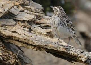 Pipit austral