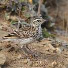 Pipit austral