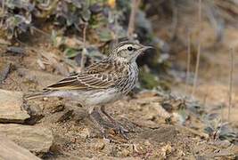 New Zealand Pipit