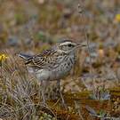 Pipit austral