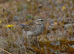 Pipit austral