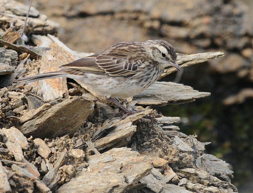 New Zealand Pipit