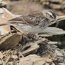 Pipit austral