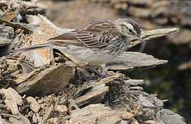 New Zealand Pipit