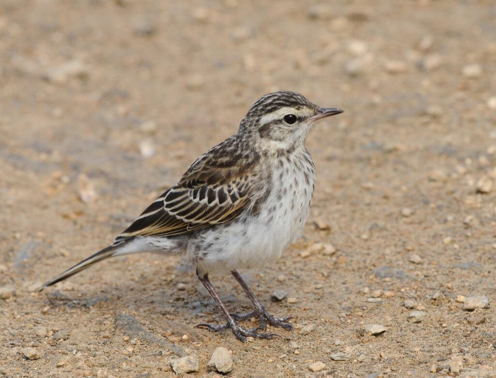 New Zealand Pipit