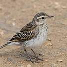 Pipit austral
