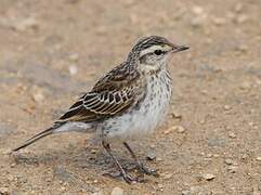 New Zealand Pipit