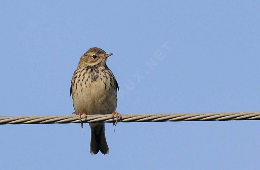 Meadow Pipit