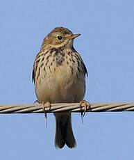 Pipit farlouse