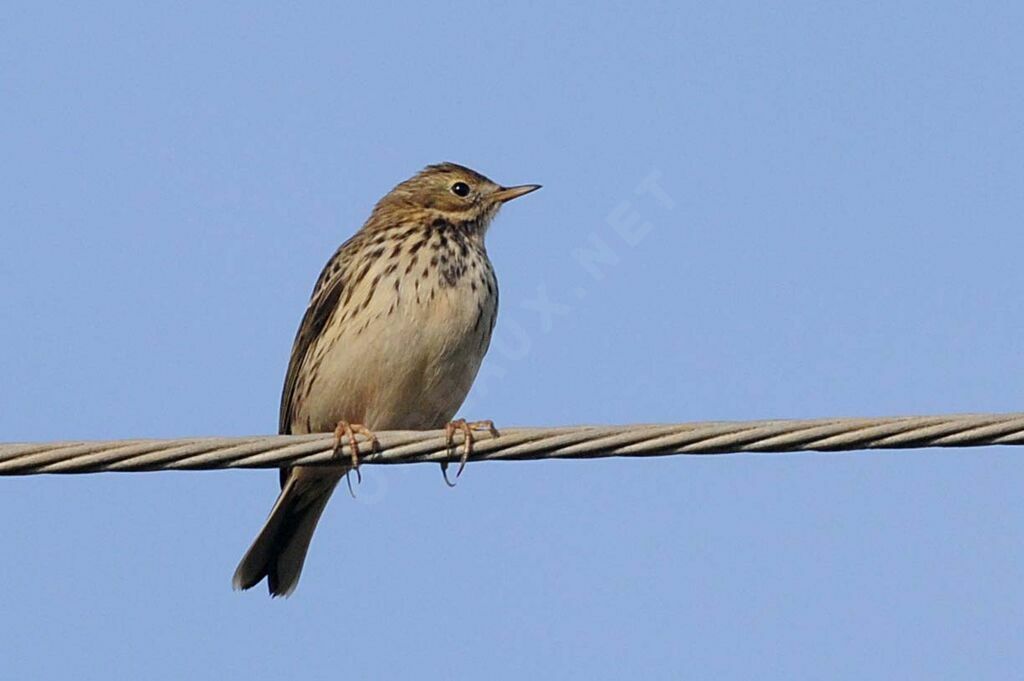 Pipit farlouse