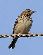 Pipit farlouse