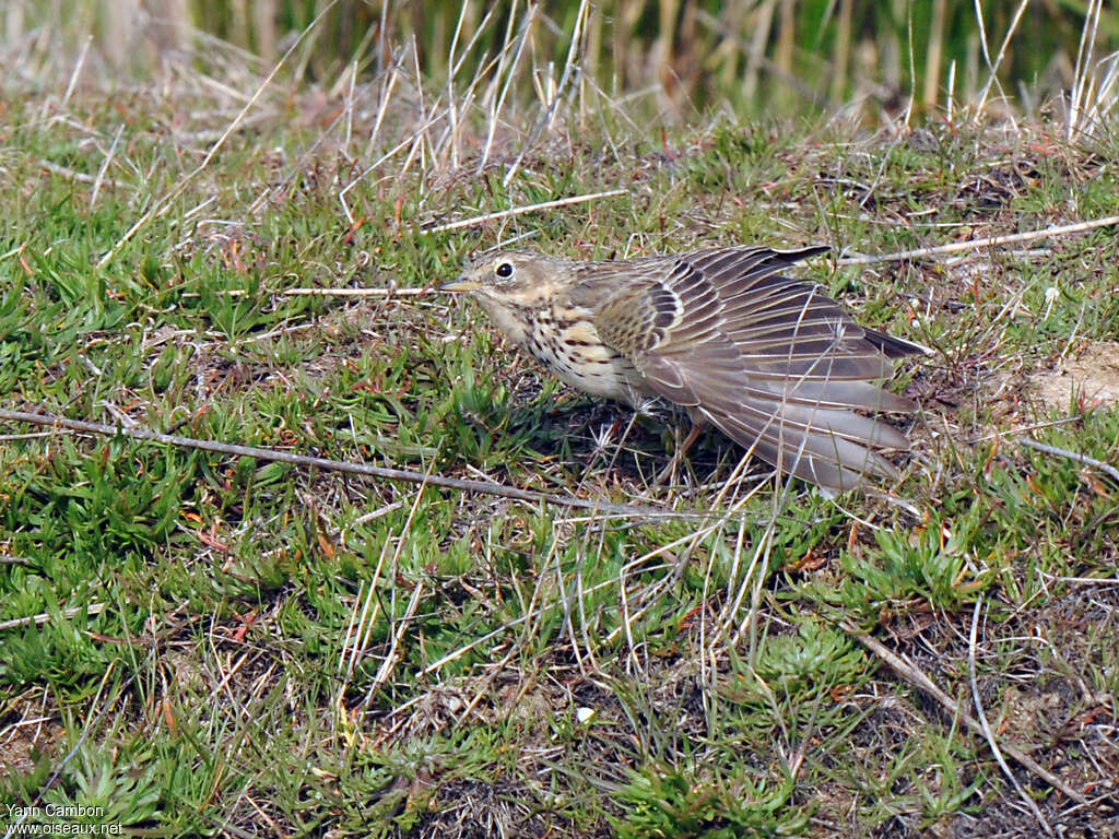 Meadow Pipitadult, care, pigmentation