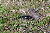 Pipit farlouse