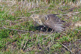 Meadow Pipit