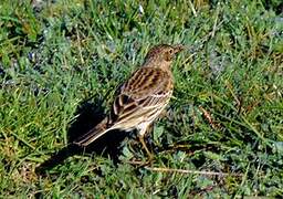 Pipit farlouse