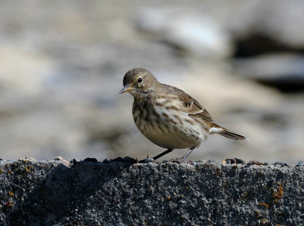 Water Pipit