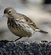 Water Pipit