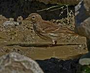 Pipit spioncelle