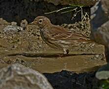 Water Pipit